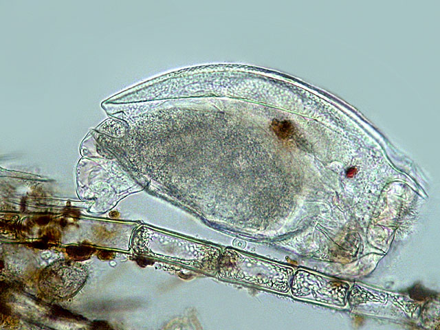 Представитель Семейства Mytilinidae